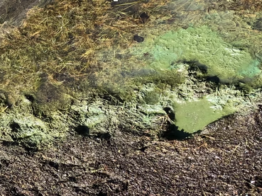 cyanobacteria bloom